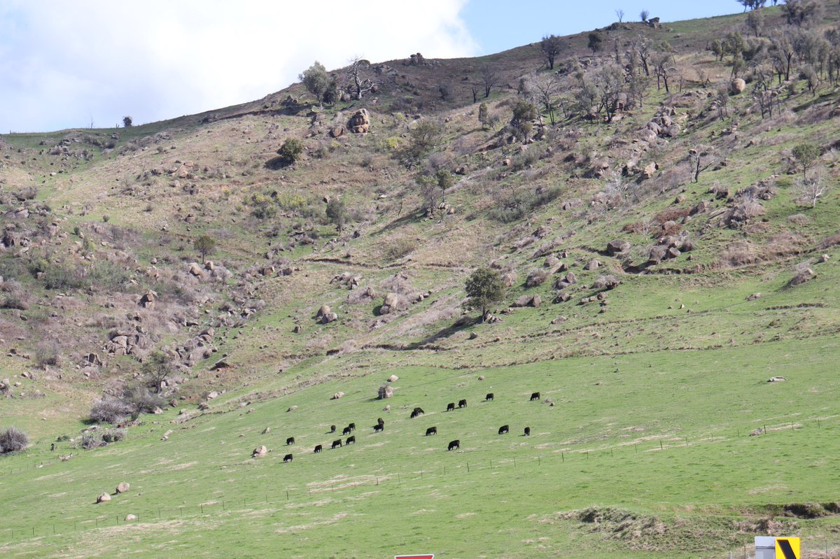 smcmaster45's tweet image. Working in places like this makes the long drive worth it. Setting up a pasture/carbon project up in near Corryong. Watch this space. Lots of data to come. #uppermurray #pastures #carbon #snownymountains #Munyang #valleyseeds #agriprove