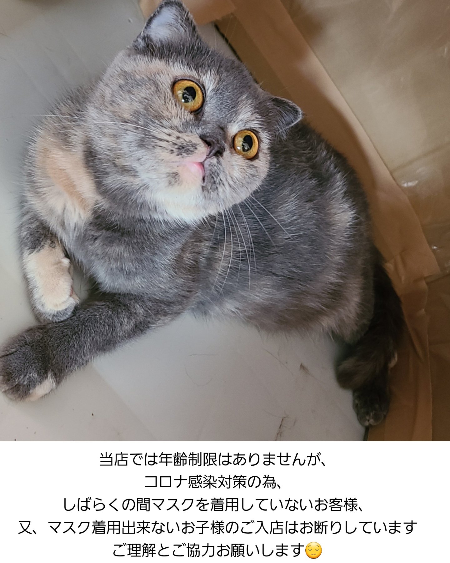 沼津猫カフェ Twitter Search Twitter
