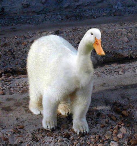 cubofthewild's tweet photo. 🐻 🦆 Bear Cub Duck Races 🦆 🐻 

Join us at the races for some duck racing fun!

3 Races!  3 Winners!

.1 BNB Prize for each winner!

Each duck costs .02 BNB

You may enter up to 5 ducks!

1 September.  Last duck sold at 7 PM EST!  Races begin at 8 PM EST!

Quack Quack Rawr! https://t.co/mgKBoiZhSM