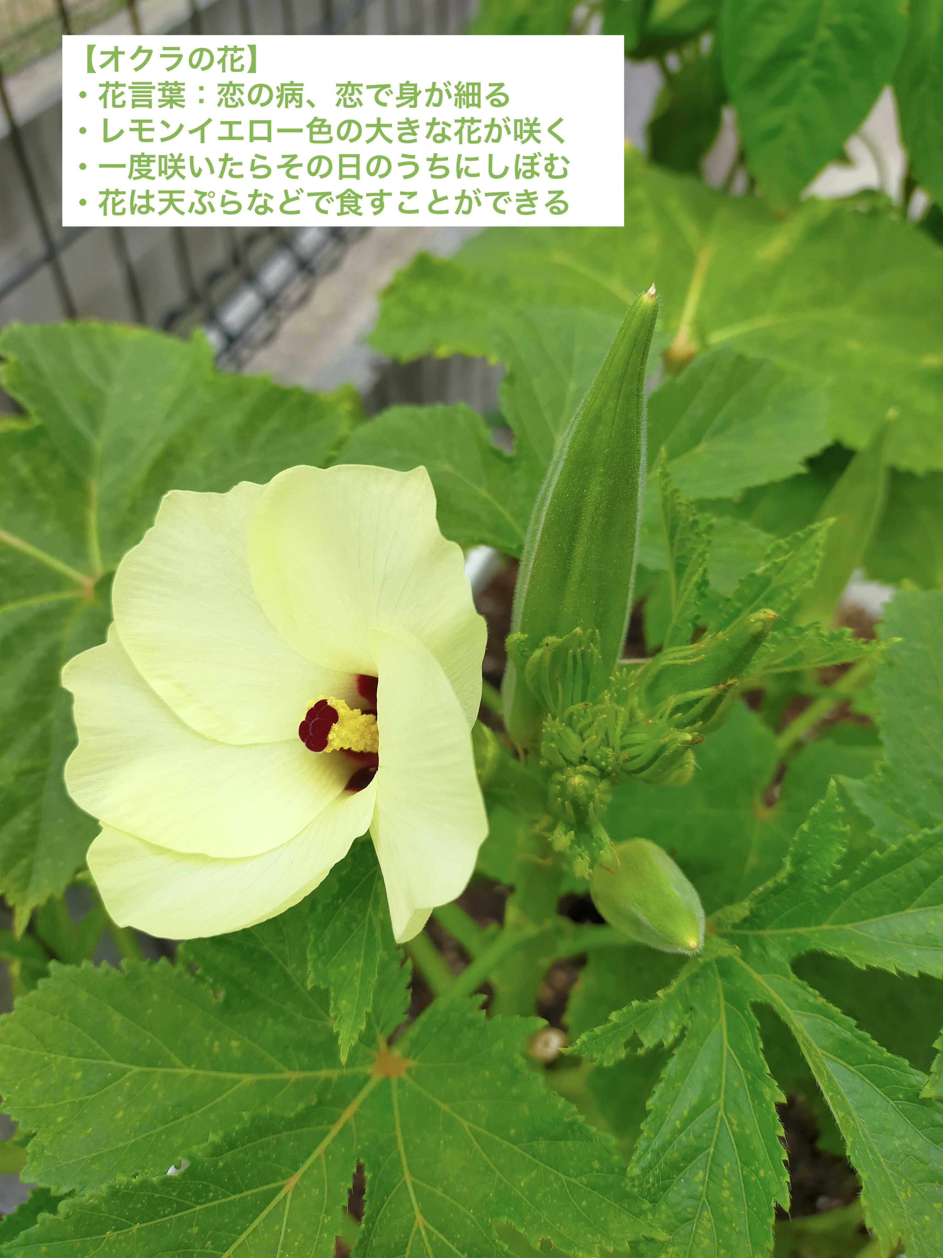 野菜の花 Twitter Search Twitter