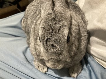 usa_ren's tweet photo. 【拡散お願い】僕達いい子にしてるんだぁ
保護うさぎさん里親さま募集中(関西・京都)
@terribunnyなまけうさぎさん
●温泉うさぎ ビーくん♂
https://t.co/GcKMS40VPA
●かくれんぼーず34番あらたくん♂(ｿｱﾎｯｸ治療中)
お問い合わせ先 https://t.co/84ZFpxNLdL
#fortheRABBIT https://t.co/PlnRX2IgKr