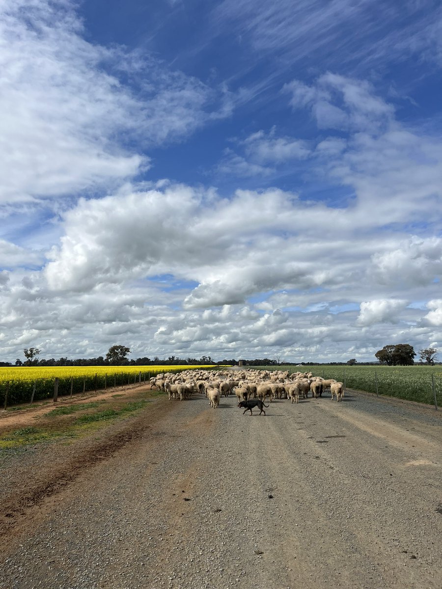 Canola and lupins flowering. Lambs being weaned. Must be spring