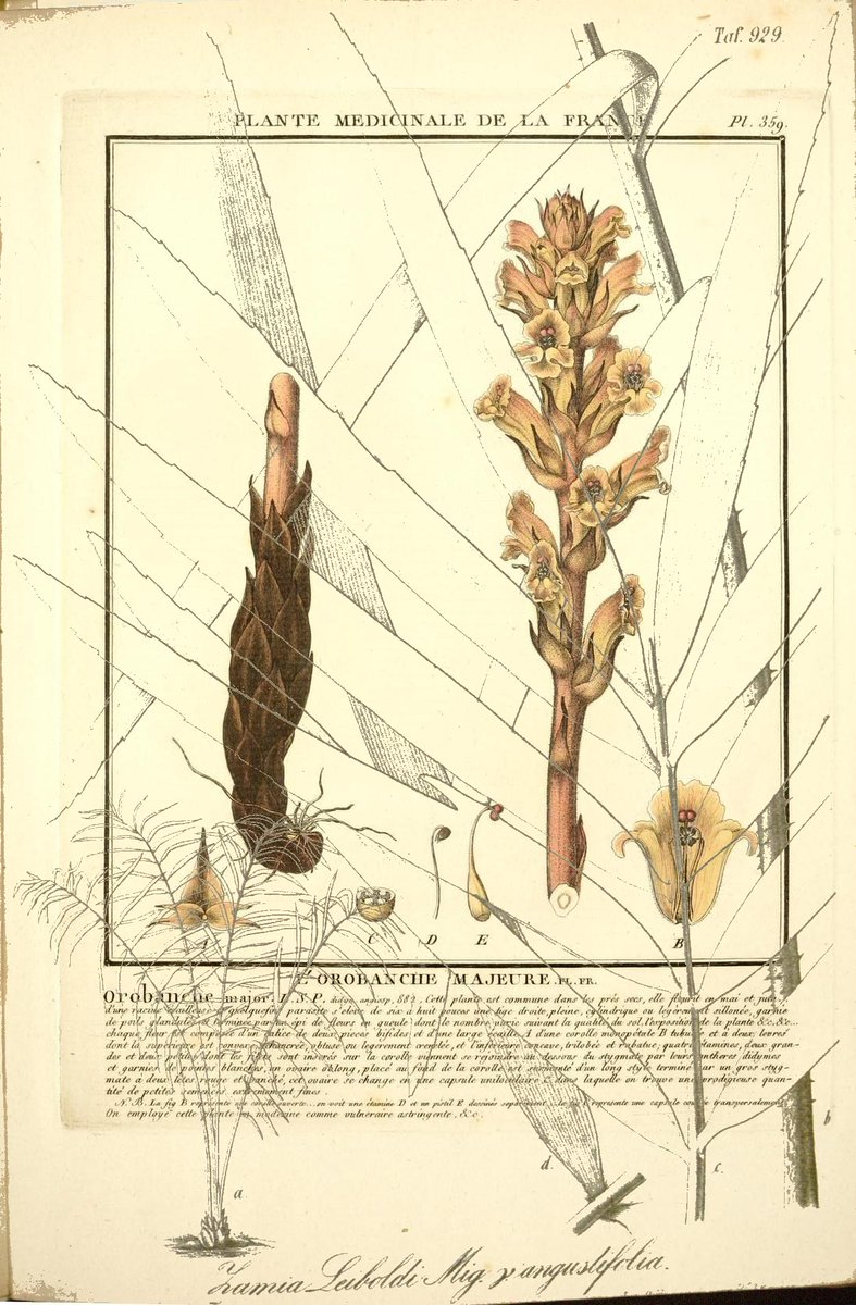 PDCutup's tweet photo. GartenfloraErlangen :F. Enke,1852-1940.
https://t.co/rzHhSJgURb
Herbier de la France;Paris,Chez l'aut..
https://t.co/SiYiKrPsCI https://t.co/rQIImePOXo