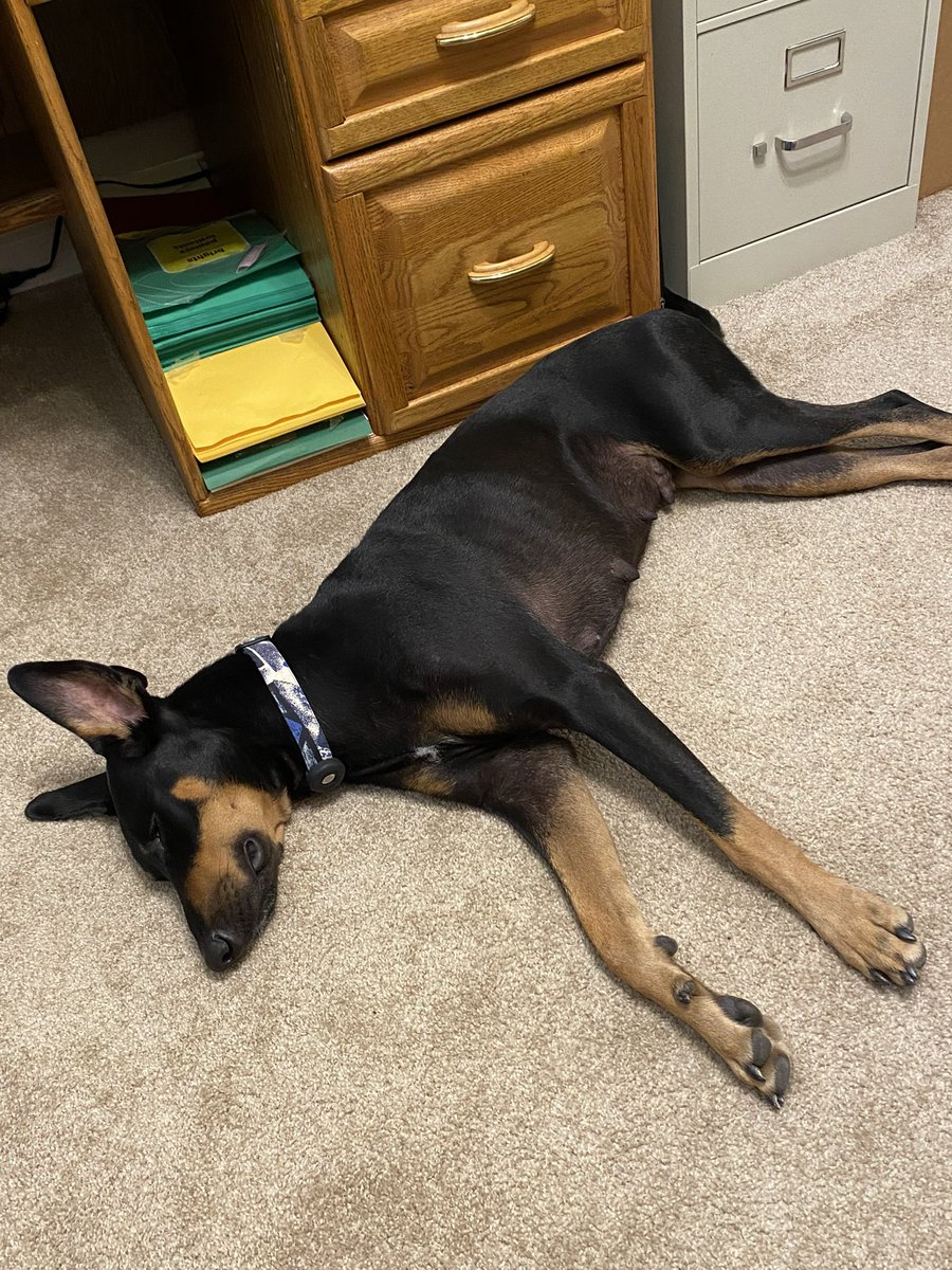 Heartbecca's tweet photo. I have a new dog. This is when she’s being good. Should she have her own Twitter account? https://t.co/NSuGlvjpyh