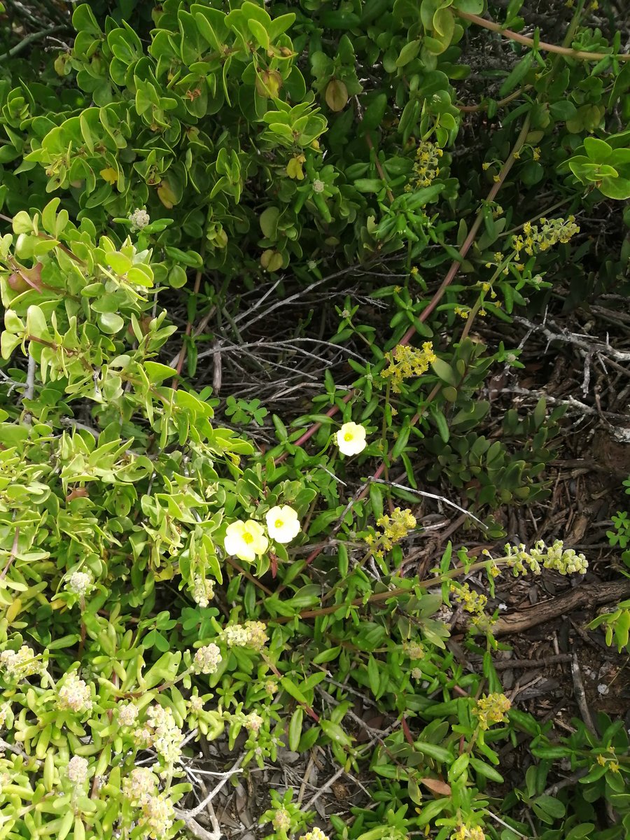 arbmimi's tweet photo. #capetown #westcoast the flowers are arriving... #September https://t.co/I6owg1mhpD