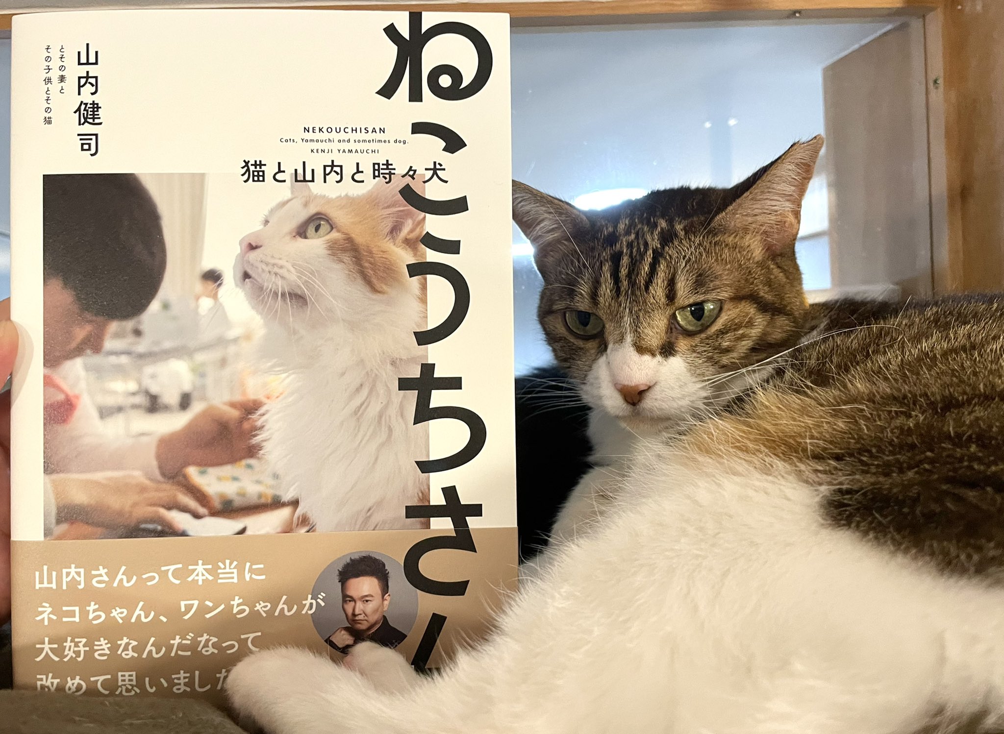 キャッツミャウブックス Catsmeowbooks Twitter