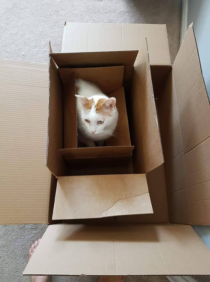 weirdlilguys's tweet photo. boxception https://t.co/seEWYBw2ux