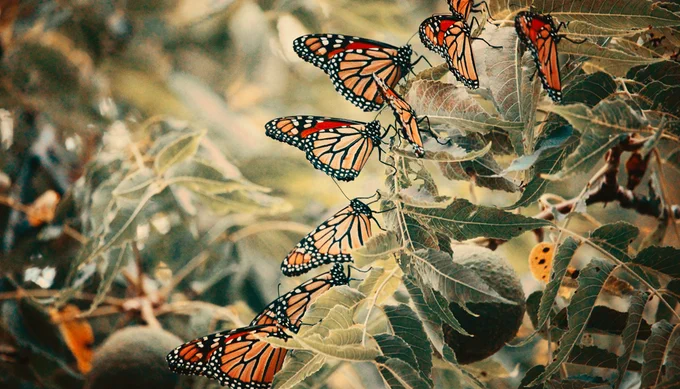 More butterflies  