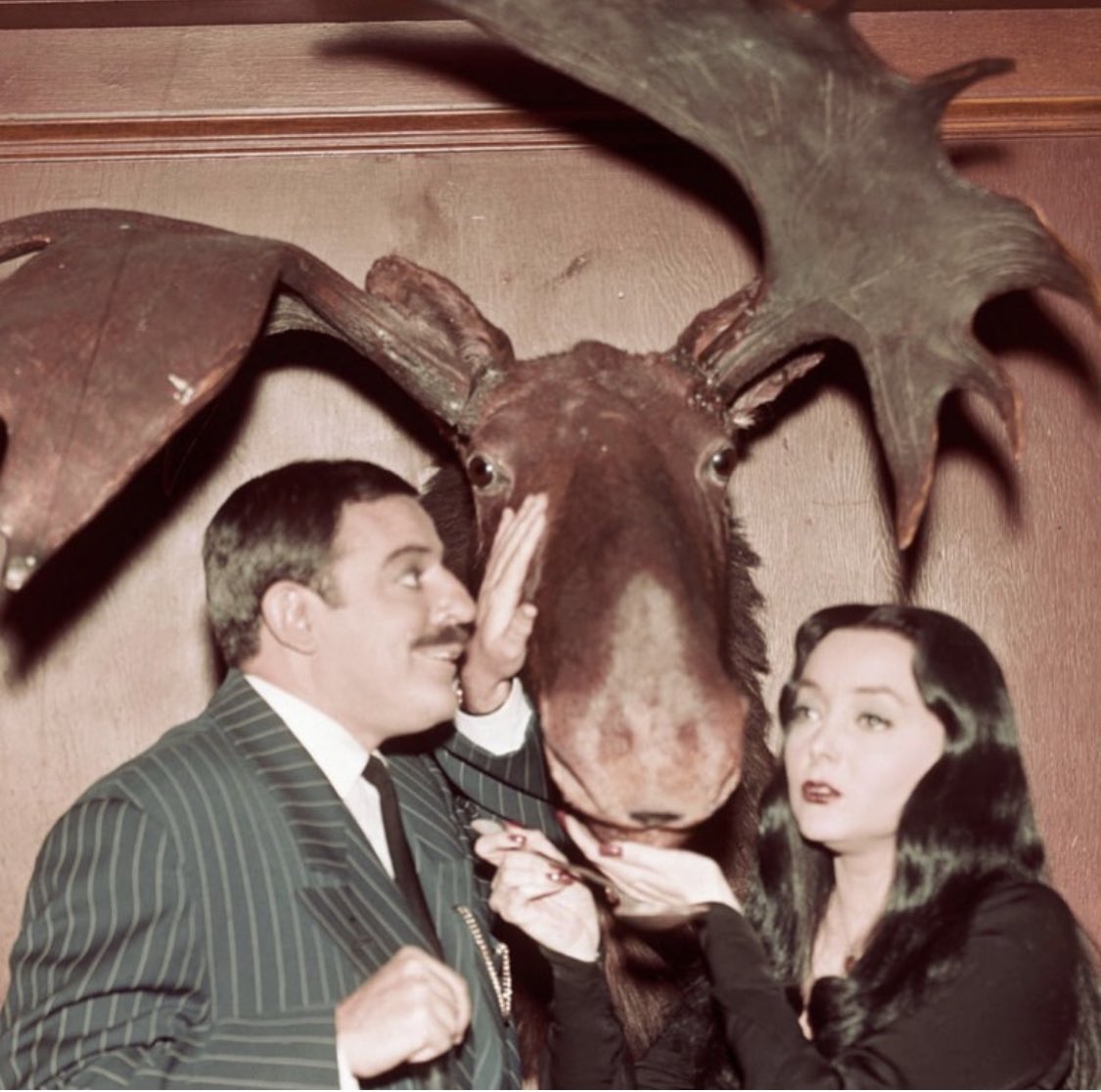 Here is #1960s color pic of the TV show characters that I loved as a kid. Because I wanted them to be my parents.I🖤this one because it is weird, especially when seen out of context(just like them🙂)🖤#morticiaaddams 🖤#gomezaddams ⭐️#johnastin ⭐️#carolynjones 🖤#theaddamsfamily