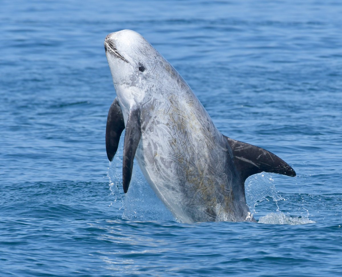 AdamDClovermist's tweet photo. What a fantastic week in Monterey Bay, California! @naturetrektours guests saw Blue, Humpback and Killer Whales, 5 species of dolphin including Risso’s, and multitudes of seabirds such as Black-footed Albatross! Topping it off were wonderful views of Sea Otters. Brilliant! https://t.co/uX4eZJgR2x