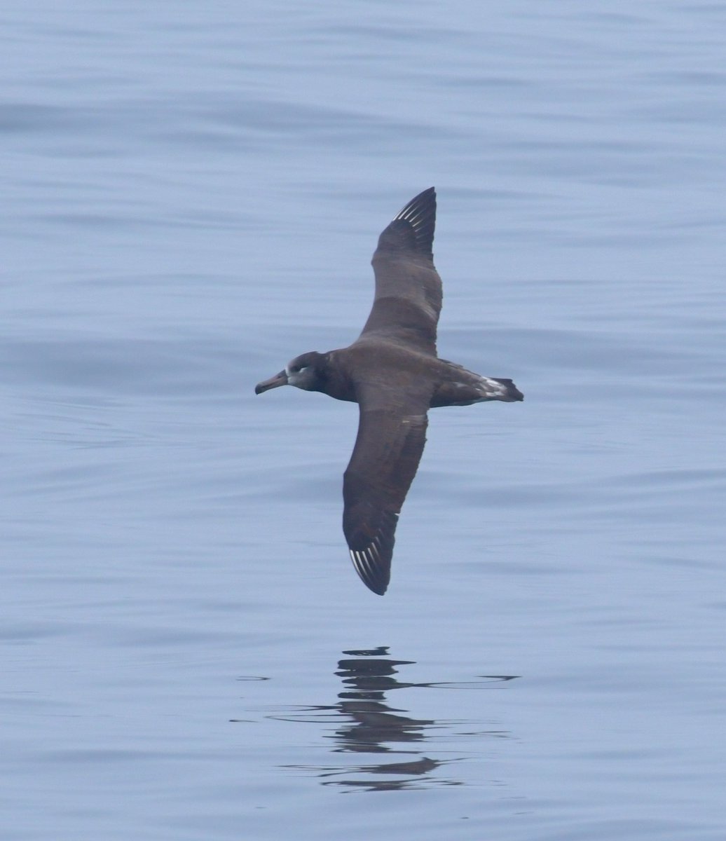 AdamDClovermist's tweet photo. What a fantastic week in Monterey Bay, California! @naturetrektours guests saw Blue, Humpback and Killer Whales, 5 species of dolphin including Risso’s, and multitudes of seabirds such as Black-footed Albatross! Topping it off were wonderful views of Sea Otters. Brilliant! https://t.co/uX4eZJgR2x