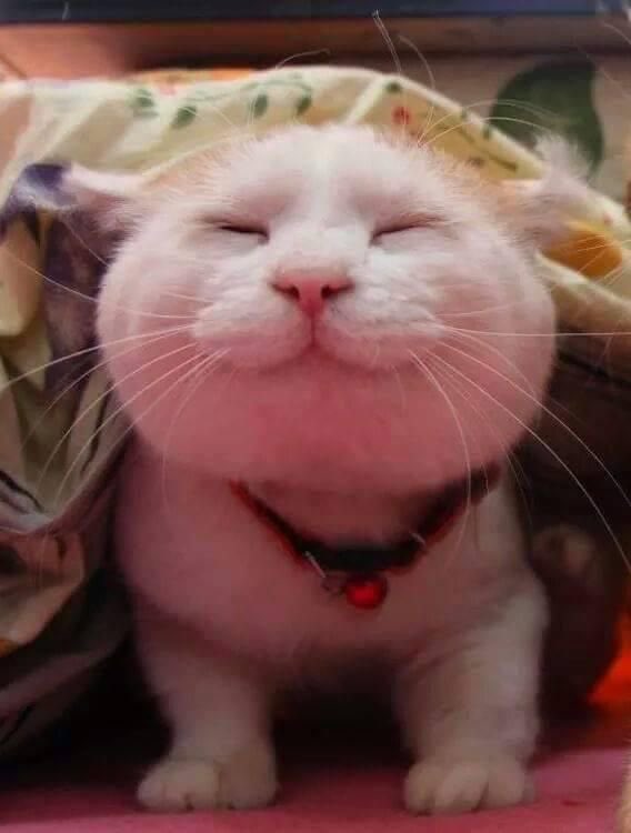 lee know as cats 🐱 (@linoascats) on Twitter photo 