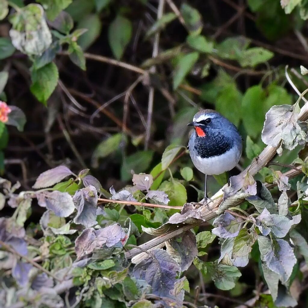 hitchwriter's tweet photo. The Himalayan Rubythroat! Usually very shy but during the breeding season the male sings through the day from the top of an exposed perch!
#indiaves #birdwatching #rubythroat #himalayanrubythroat #birding https://t.co/4JD5r10ISh