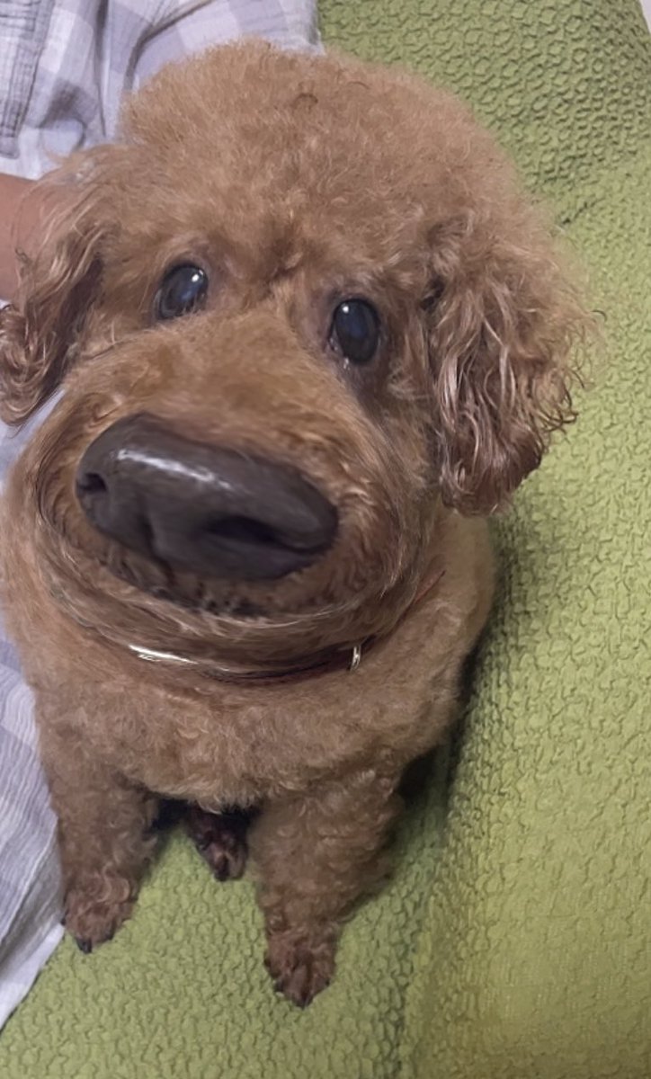 fu_chan1228's tweet photo. 🐶、、、、、？ https://t.co/BLj99m8lqQ