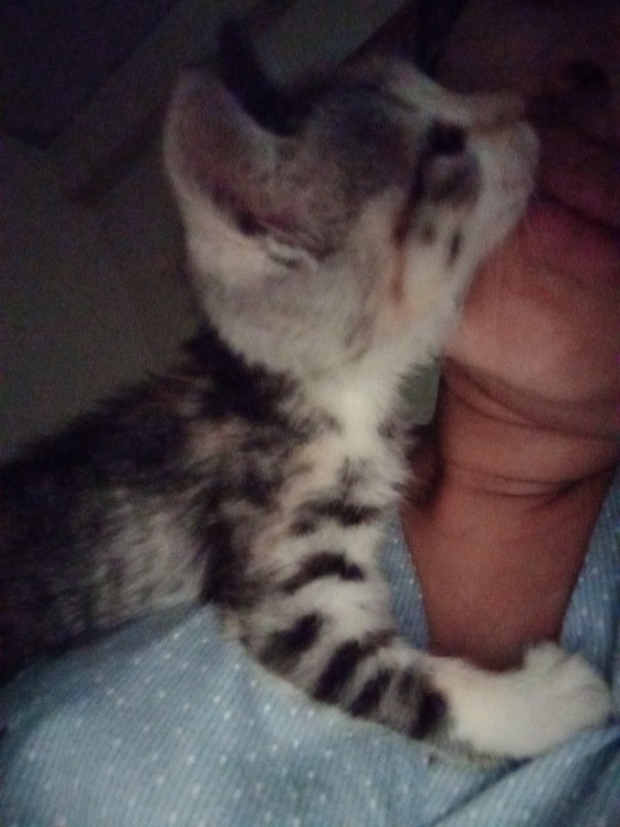 gnessus's tweet photo. Así era mi bebé, no dejaba que caminara, ni respirara si ella no estaba a mi lado 😭 https://t.co/2jVZ46W1zU
