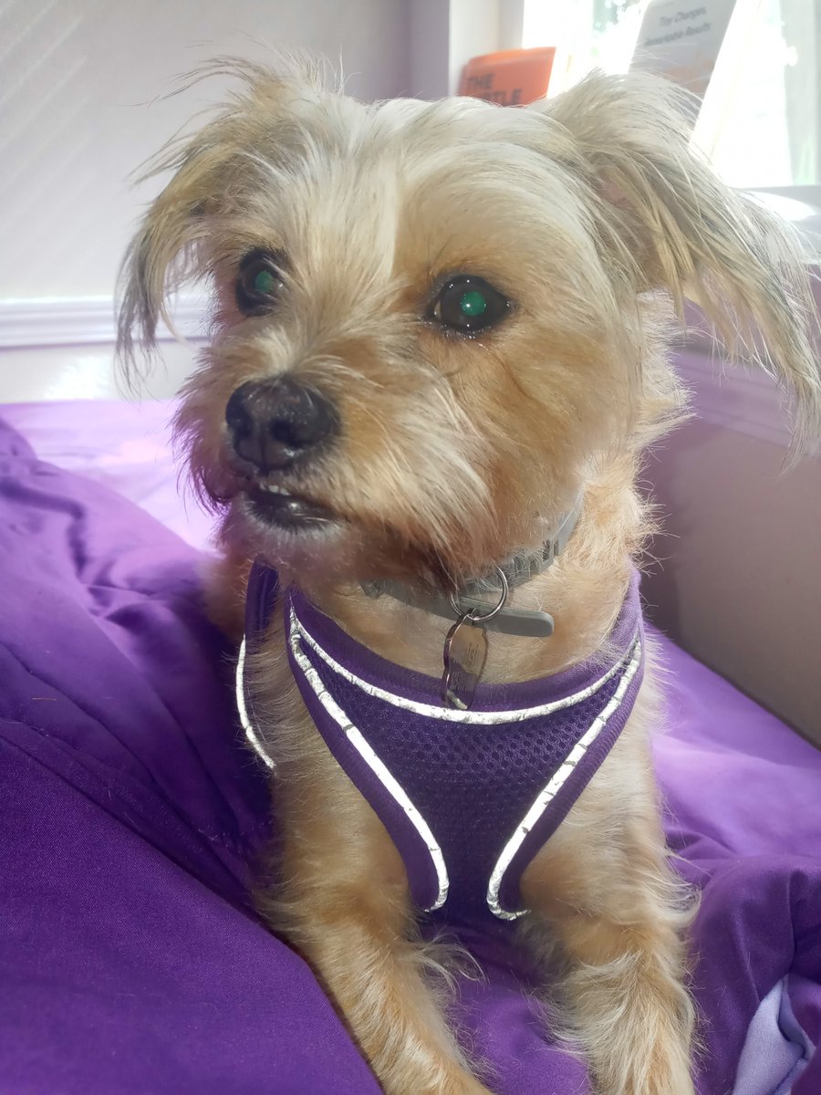 JadeK526's tweet photo. It's been a while since my favorite fur child has made an appearance. She wants all the treats. Can she haz? #dogsoftwitter #twitterdogs #muttsoftwitter #maisiedog #pups #terrierdogs https://t.co/B3ZsUS3GfA