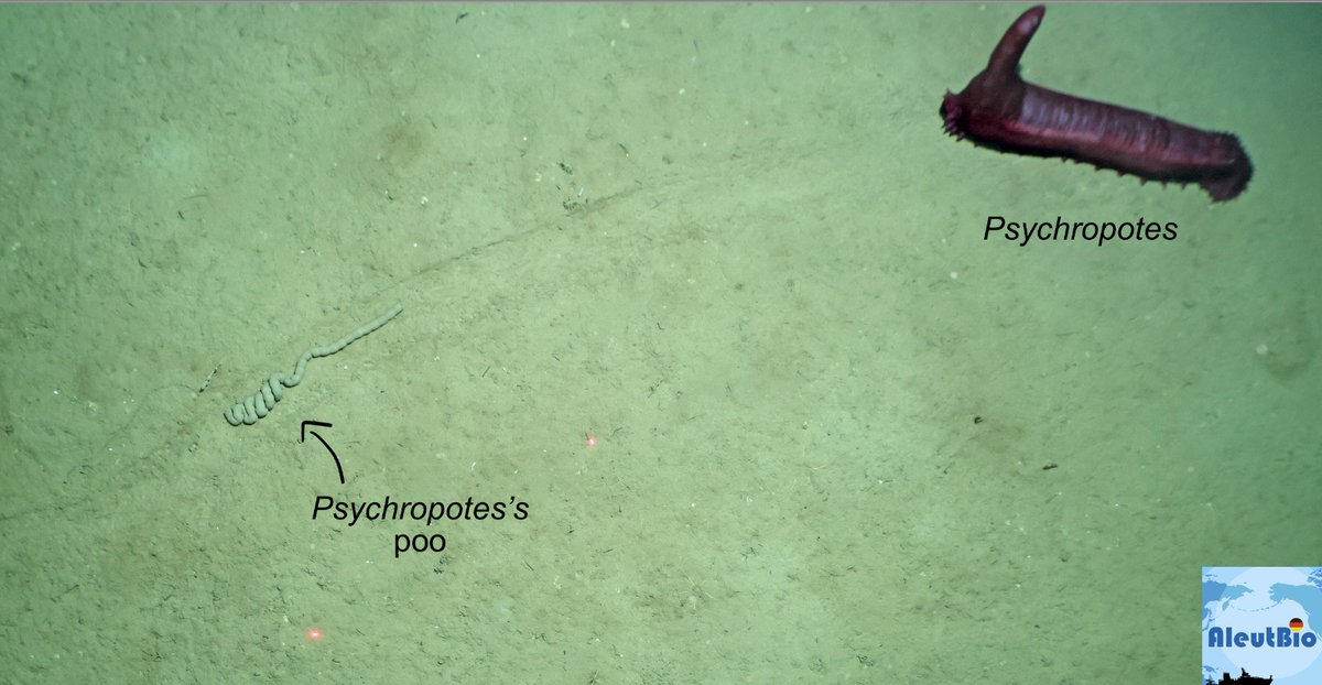 sigwartae's tweet photo. There are a bunch of wonderful wacky animals from the last few weeks on #AleutBio Here is one of my all time favourites, the Gummi Namako, Psychropotes - or should be #Psychropoopes https://t.co/WmjFkBPvHO