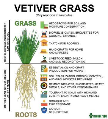 Preeti_369's tweet photo. Roots of the Vetiver Grass is so strong, it slows run-off water thereby reducing erosion of #soil 
This could help with stabilizing coastline and also filters harmful chemicals from waste water, #SaveSoil 
Natural, multipurpose, unique #plantbased #NatureBeauty @cpsavesoil https://t.co/BDH06J3ab2