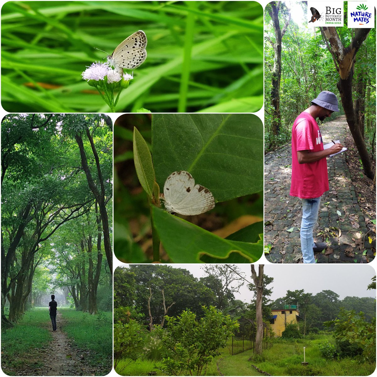 Team Naturemates just started our BBM journey! Have you guys started yours? 

#bigbutterflymonth #bbm #bbm2022 #butterfly #nature #conservation #awareness #TwitterNatureCommunity #NaturePhotography