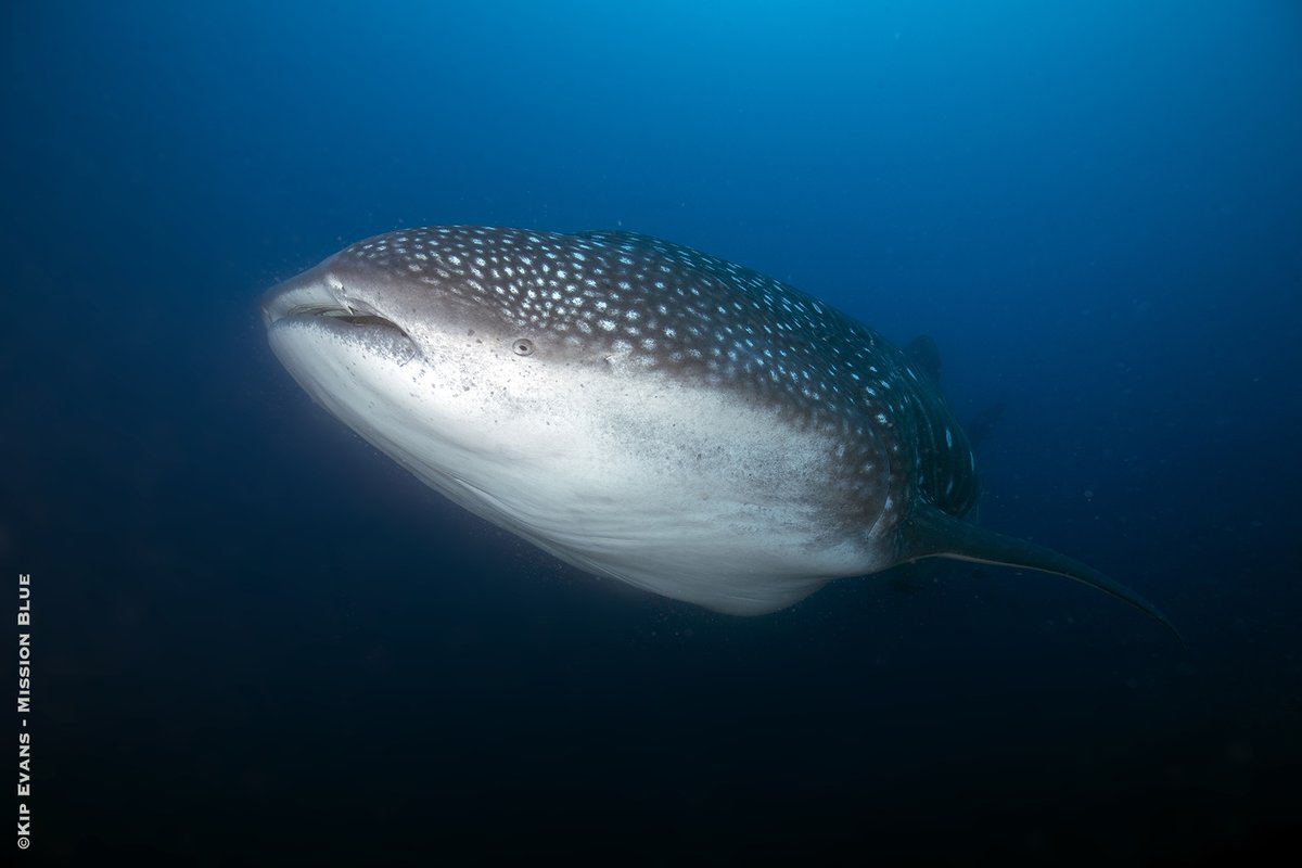 The spotted pattern on whale sharks is a type of disruptive coloration, which is a form of camouflage. The pattern 'disrupts' the body outline of the whale shark, making it difficult for potential prey, or predators, to spot them. #WhaleSharkDay 

Photo by <a href="/KipEvansPhoto/">Kip Evans</a>