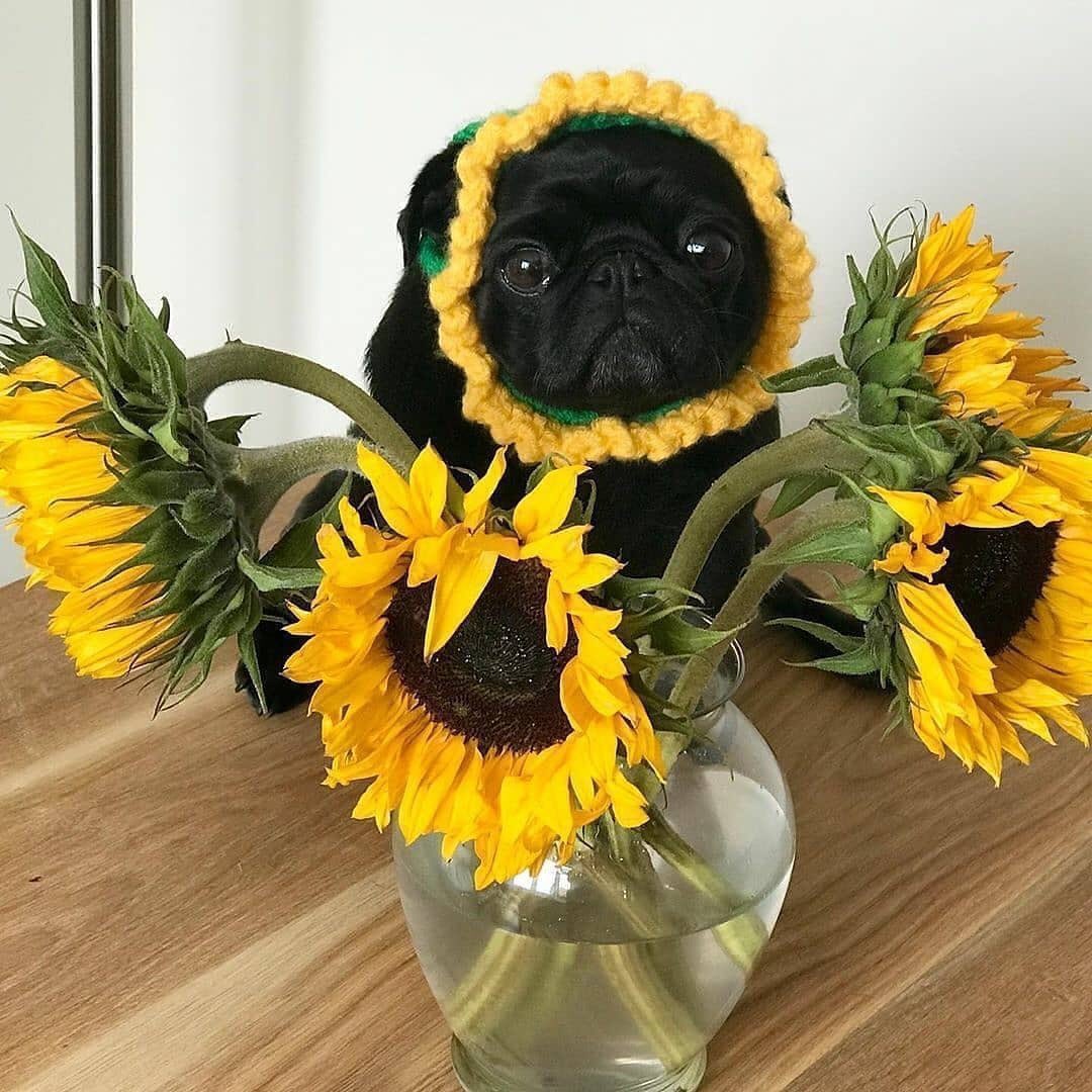 genius_dogs's tweet photo. dogflower https://t.co/1Ag5hxrBbB