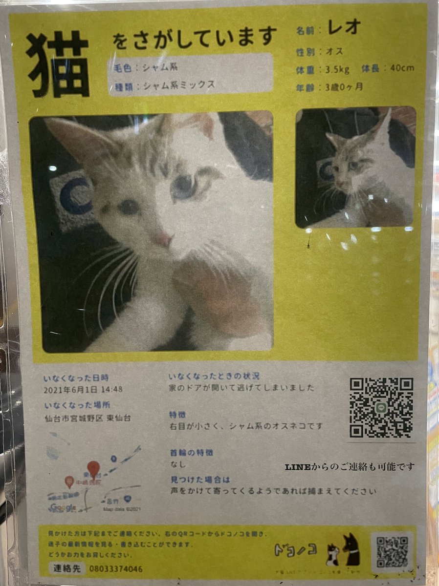 hota_mone1's tweet photo. 猫仲間が困ってるようです。
仙台の方よろしくお願いします🤲 https://t.co/Y37t8kdS7G