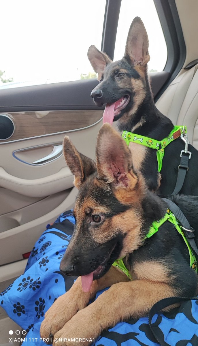 niramorena's tweet photo. En la madrugada de ayer recogí en mitad de la autovía a estas dos cachorritas de Pastor Alemán. Están muy delgaditas y no tienen chip. Son buenísimas. Necesitan casita de acogida o adopción urgente. Están en Málaga. 
Contacto: 640 25 77 72
¿Las ayudas compartiendo?
Gracias ❤️ https://t.co/iZ97GGnbBj