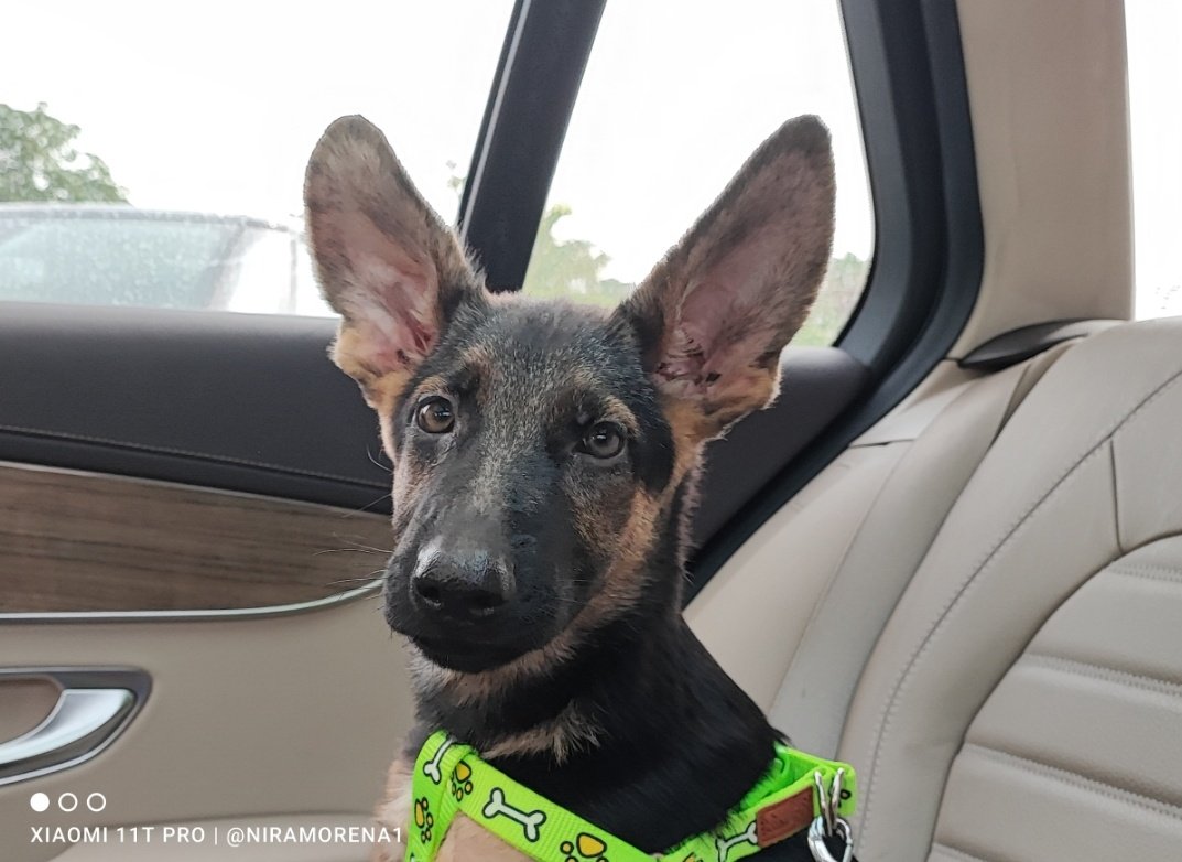 niramorena's tweet photo. En la madrugada de ayer recogí en mitad de la autovía a estas dos cachorritas de Pastor Alemán. Están muy delgaditas y no tienen chip. Son buenísimas. Necesitan casita de acogida o adopción urgente. Están en Málaga. 
Contacto: 640 25 77 72
¿Las ayudas compartiendo?
Gracias ❤️ https://t.co/iZ97GGnbBj