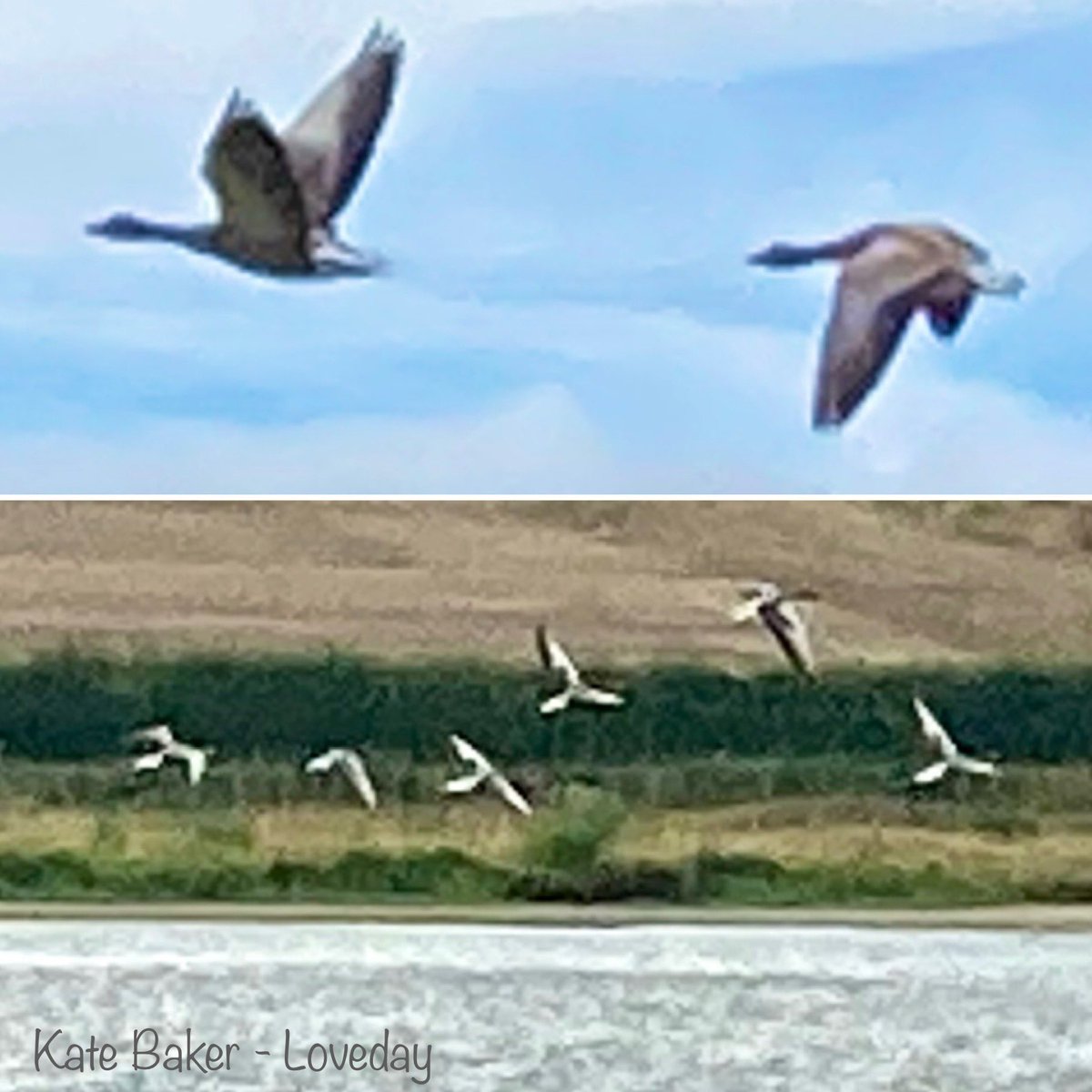 baker_loveday's tweet photo. ‘A Rhythm of Geese’ - 
Out for a picnic and drive last week over-looking the Eyebrook Reservoir. 
#Eyebrook #Reservoir #Rutland #Leicestershire #geese #birds #Countryside #nature #wildlife https://t.co/sNwHmhp4fm