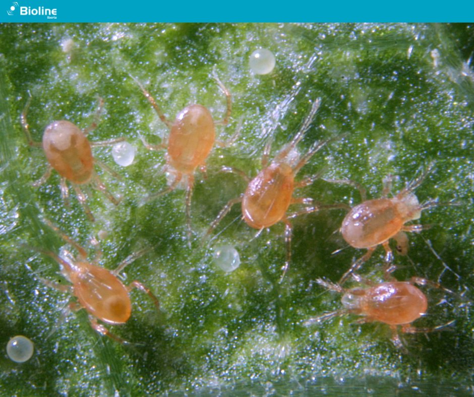BiolineI's tweet photo. Cuando la cosa se pone difícil y llega la araña roja, recuerda que #Phytoline es la solución. Este acaro depredador es capaz de devorar toda la araña del cultivo, sin generar resistencias y de forma sostenible. ¿Qué más necesitas saber? ¡No te quedes sin tu aliado!🕷🔴 https://t.co/cFVaedLzD0