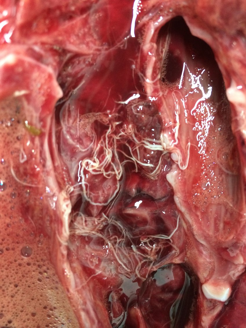 Cattle Parasites tweet media