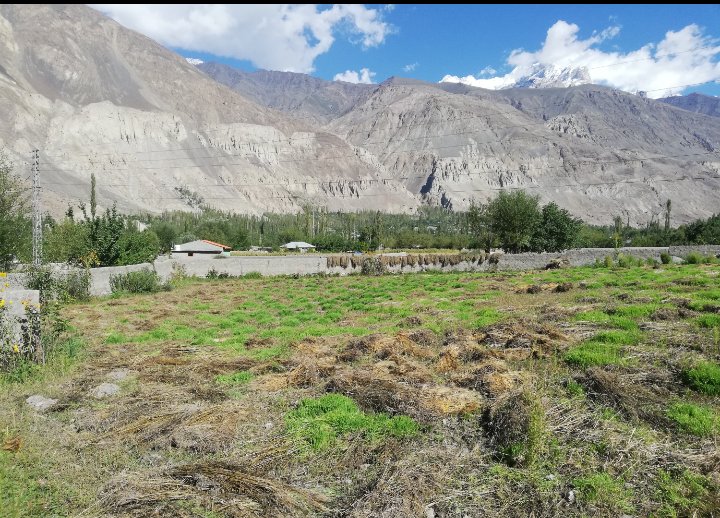 syedsamadshah's tweet photo. Very unusual scenes from Yasin Valley Gilgit Baltistan. The recent climate change-triggered disasters have completely destroyed the wheat crop. A serious food crisis situation is created in the region.
#ClimateChange
#NaturalHazards
#DisasterManagement
#GB https://t.co/TkHOe2wtpu