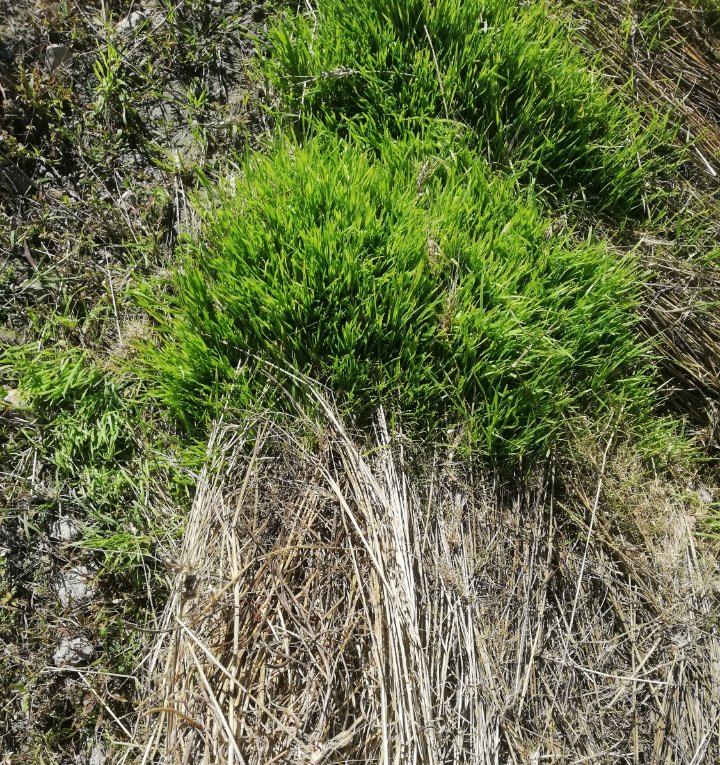 syedsamadshah's tweet photo. Very unusual scenes from Yasin Valley Gilgit Baltistan. The recent climate change-triggered disasters have completely destroyed the wheat crop. A serious food crisis situation is created in the region.
#ClimateChange
#NaturalHazards
#DisasterManagement
#GB https://t.co/TkHOe2wtpu