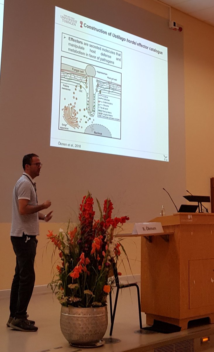 Alga Zuccaro (@team_zuccaro) on Twitter photo Bilal Ökmen <a href="/Bilalkmen4/">Bilal Ökmen</a> constructing Ustilago hordei effector catalogue at his new group in Tübingen Bilal Ökmen <a href="/Bilalkmen4/">Bilal Ökmen</a> constructing Ustilago hordei effector catalogue at his new group in Tübingen