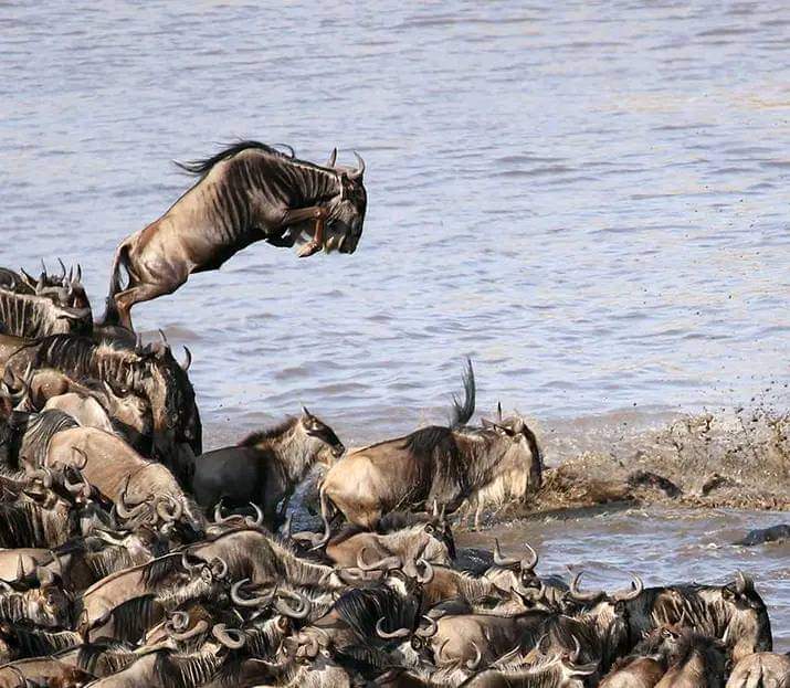 DustyRest's tweet photo. This striking overland migration occurs in the Maasai Mara region of wildebeests zebras and gazelles
info@dustyrestsafariss.co.ke
https://t.co/bkNIl0DEyG 
https://t.co/LDwAW4qW2L 
#wildebeestmigration #wildlifemovement #fyp #experiencenature #wondersoftheworld https://t.co/ondWxKImVg