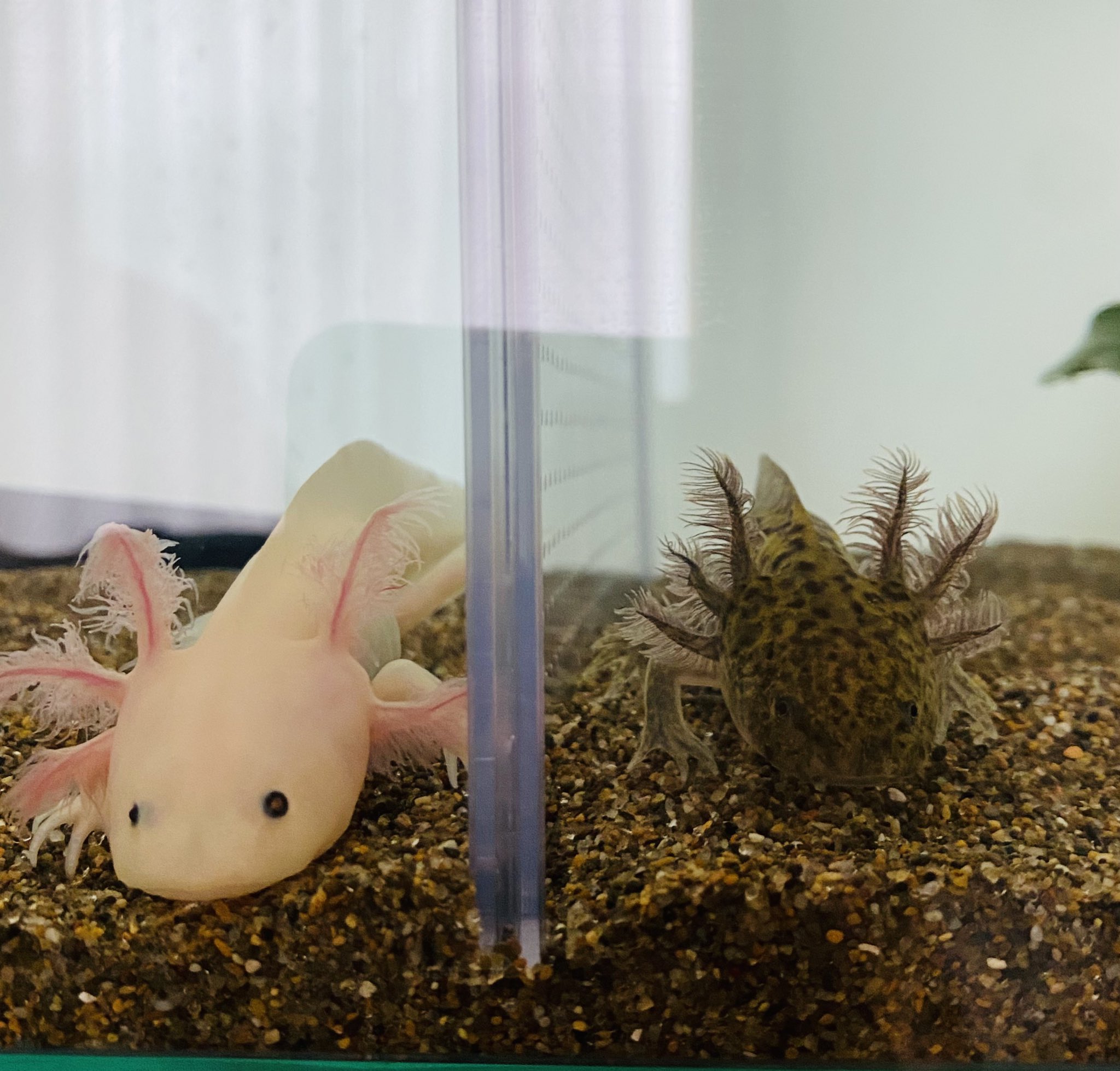 ともちん Tomochinikimono Twitter