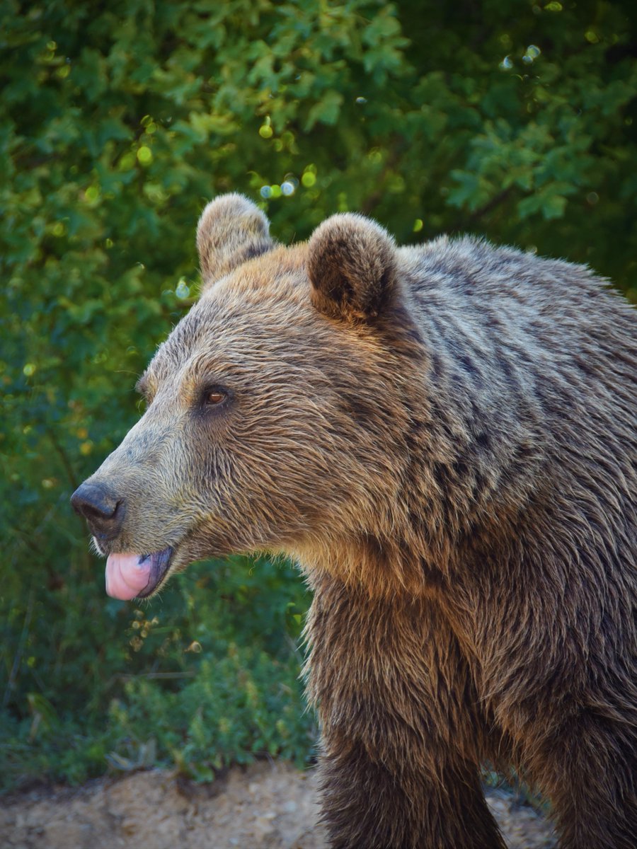 Today was a beautiful morning to shoot some portrait photos with Pashuk 😍

#bears #prishtina #kosova #bear #sanctuary #animalwelfare #fourpaws #love #animal #bearlovers #animallover #photography #photooftheday #nature #Wild