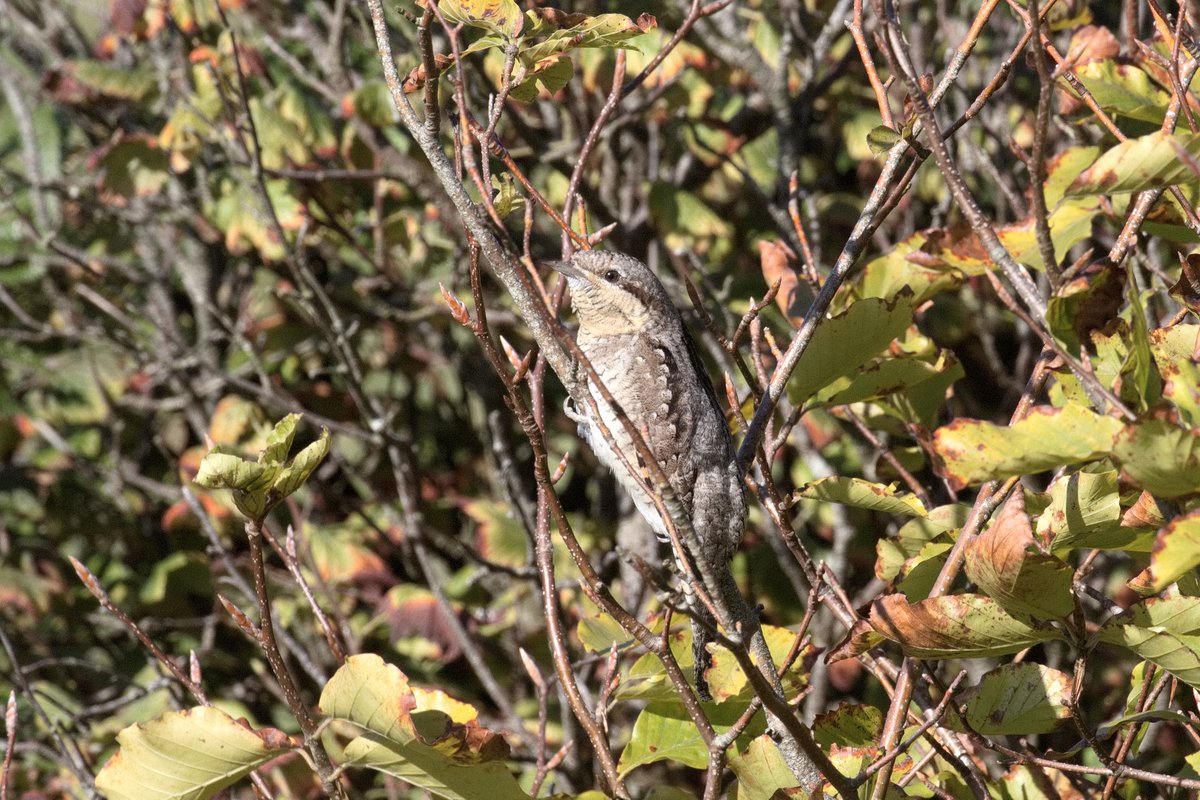 Pastybird's tweet photo. @CBWPS1 Wryneck sitting in our garden right now! Morvah, 01/09/2022, 10:30. Kate Jarvis/Steve Mayes. https://t.co/mOrWSf3kUr