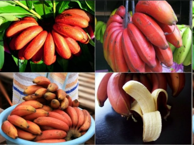 cddn102's tweet photo. Loại chuối này được trồng chủ yếu tại Đông Phi, Nam Mỹ, UAE và cả châu Á. Lớp vỏ màu đỏ tươi như máu chính là điểm hấp dẫn và kỳ lạ nhất của chúng. https://t.co/iAODUVhhha https://t.co/F6IiubKTyd