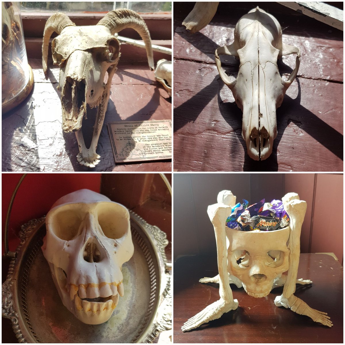 Our skelly collection is quite sizeable! But can you name them all?