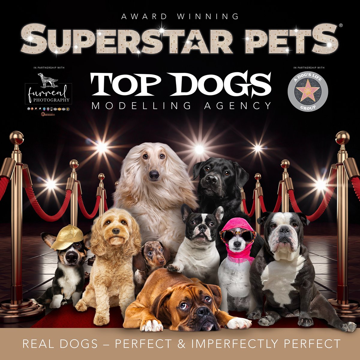 ⭐️ DOG MODELS WANTED ⭐️
After 10 years of producing Award-Winning adverts for Pet Businesses, we need Dog Models for our Top Dogs Modelling Agency🎉
REAL dogs who have character &amp; personality, sparkle in their eyes &amp; expression in their face🐶Sign up here
superstarpetsproductions.com/top-dogs/
