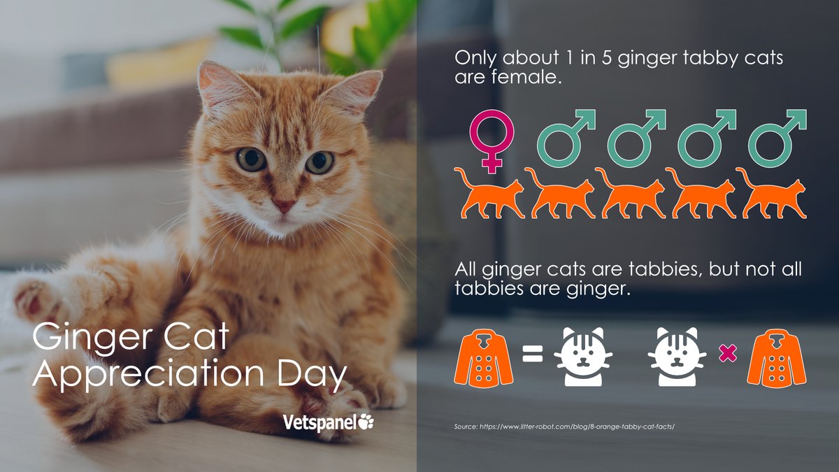 Vetspanel's tweet photo. Today is Ginger Cat Appreciation Day! A day that celebrates one of the most iconic of feline companions, the ginger cat! https://t.co/LjUZCnwHOW