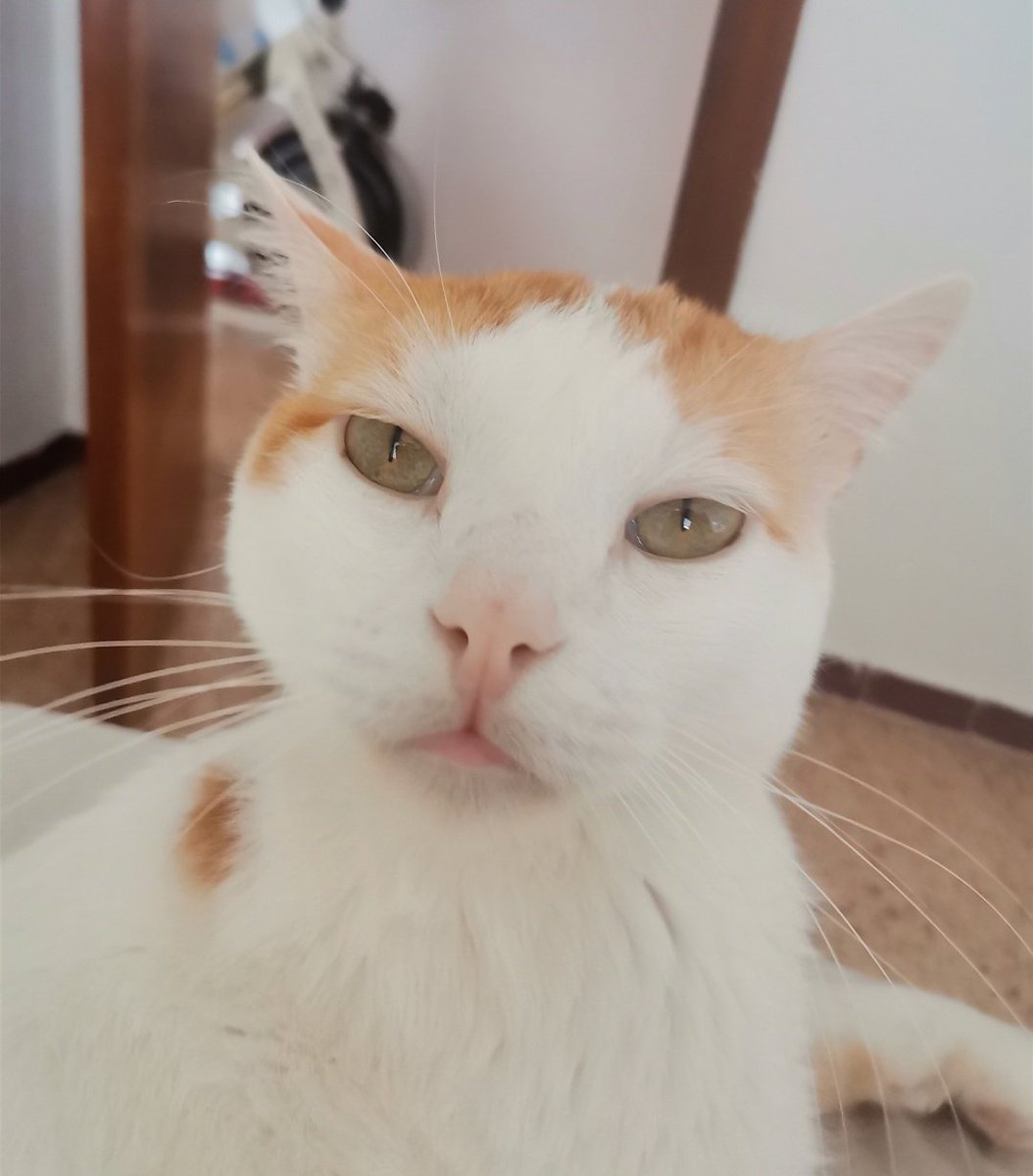 Sra.Takanawa 🐝🇺🇦🐶🐱 tweet media