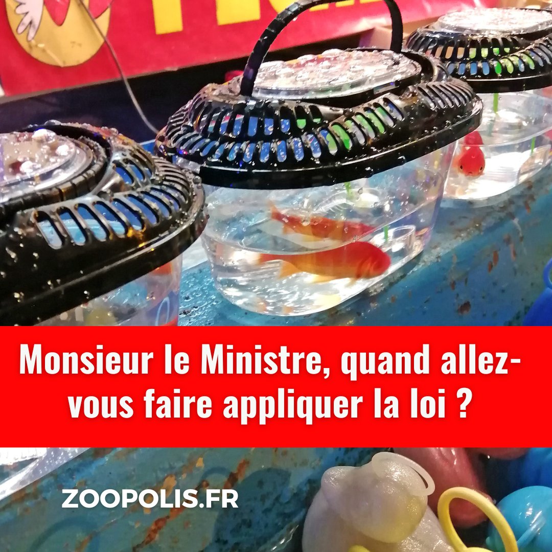 jeanmich59294's tweet photo. 🛑Stop aux #PoissonsRouges dans les #FêtesForaines. Il est temps d’apprendre aux enfants que les animaux ne sont pas des jouets qui se gagnent. Les🐟ne sont pas des jouets!
👋C'est ILLÉGAL. @Agri_Gouv @MFesneau, quand allez-vous faire appliquer la loi?
https://t.co/ekxv0xfwMf
