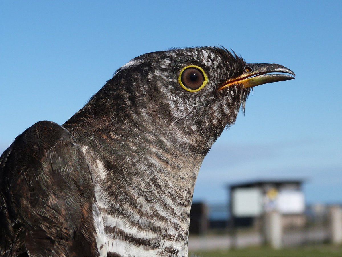 Juvenile cuckoo ringed at Ottenby this morning 😍 #birdringing #birdbanding #migration