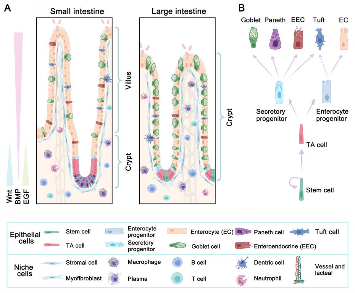 CellRegenerati1's tweet image. REVIEW | What did single-cell technologies tell us about intestinal cell characteristics, spatiotemporal evolution, and intestinal disease development? #gut #heterogeneity #enteritis #olorectalcancer
More at: cellregeneration.springeropen.com/articles/10.11…