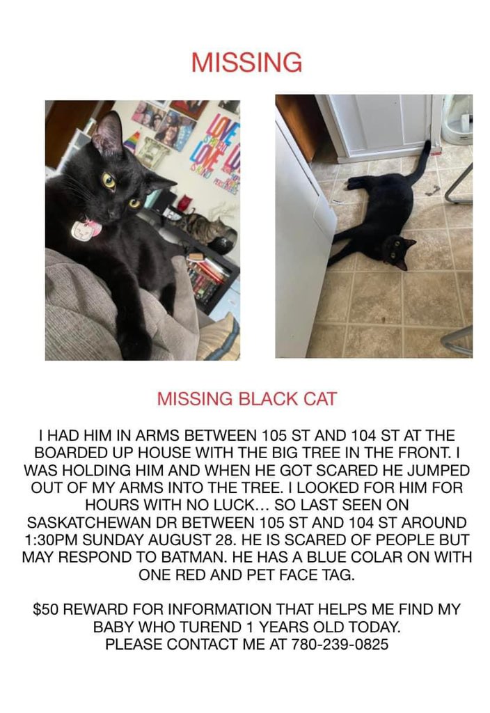 SAFEteamrescue's tweet photo. Courtesy Post - missing kitty in the Strathcona neighbourhood of Edmonton #yegmissingcat #yegmissingpets #yeglostpets #yeglostcat #yeg https://t.co/35Bli4IywE