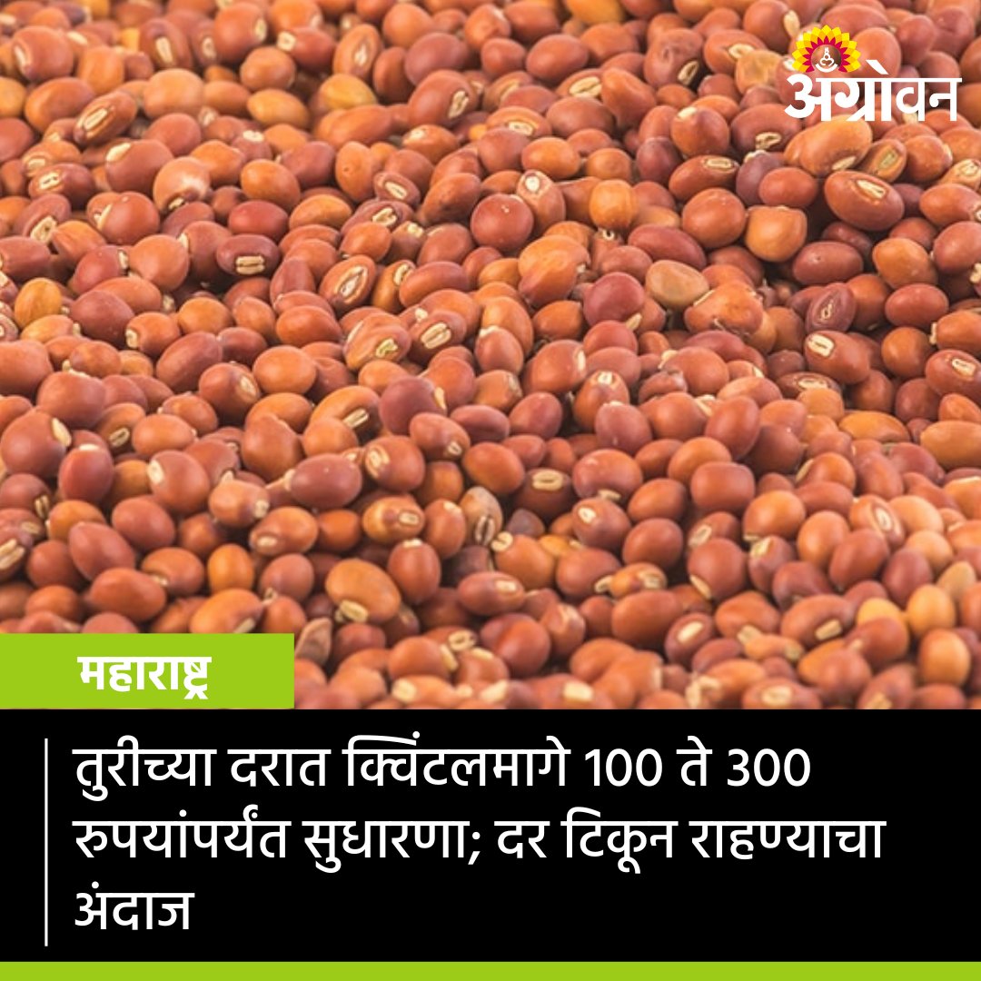 AGROWON's tweet photo. देशातील तूर बाजारात मालाची कमी उपलब्धता यामुळे तुरीच्या दरात मंगळवारी क्विंटलमागे १०० ते ३०० रुपयांपर्यंत सुधारणा झाली. तुरीचा हा दर टिकून राहील, असा अंदाज जाणकारांनी व्यक्त केला आहे.

#Agrowon #AgrowonForFarmers #AgricultureNews #TurFarming #MarketRate #TurRate #StockLimit https://t.co/63XA7Bioo8
