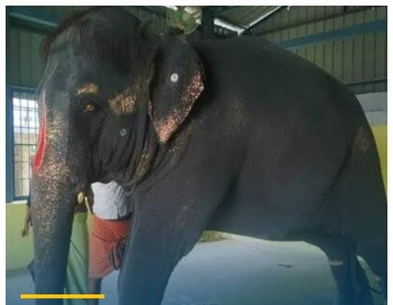 RinkuXarania's tweet photo. Please rescue as soon as possible . And take a action immediately .

#release_joymala

#save_joymala

#savejoymala #joymala

#জয়মালা https://t.co/QHGjl8tc5W