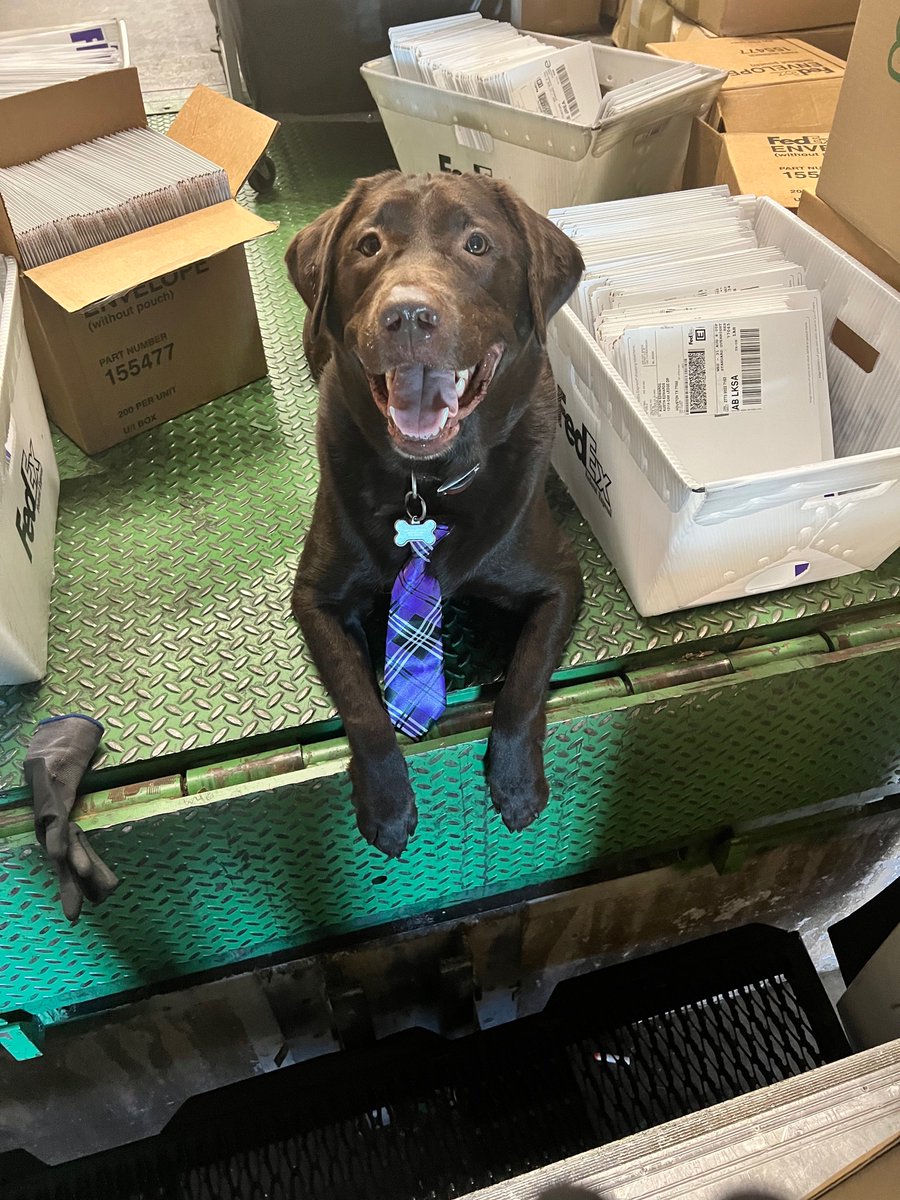 MyMuttSwag's tweet photo. Jake is ready for business. https://t.co/9Y2vjBYaT9